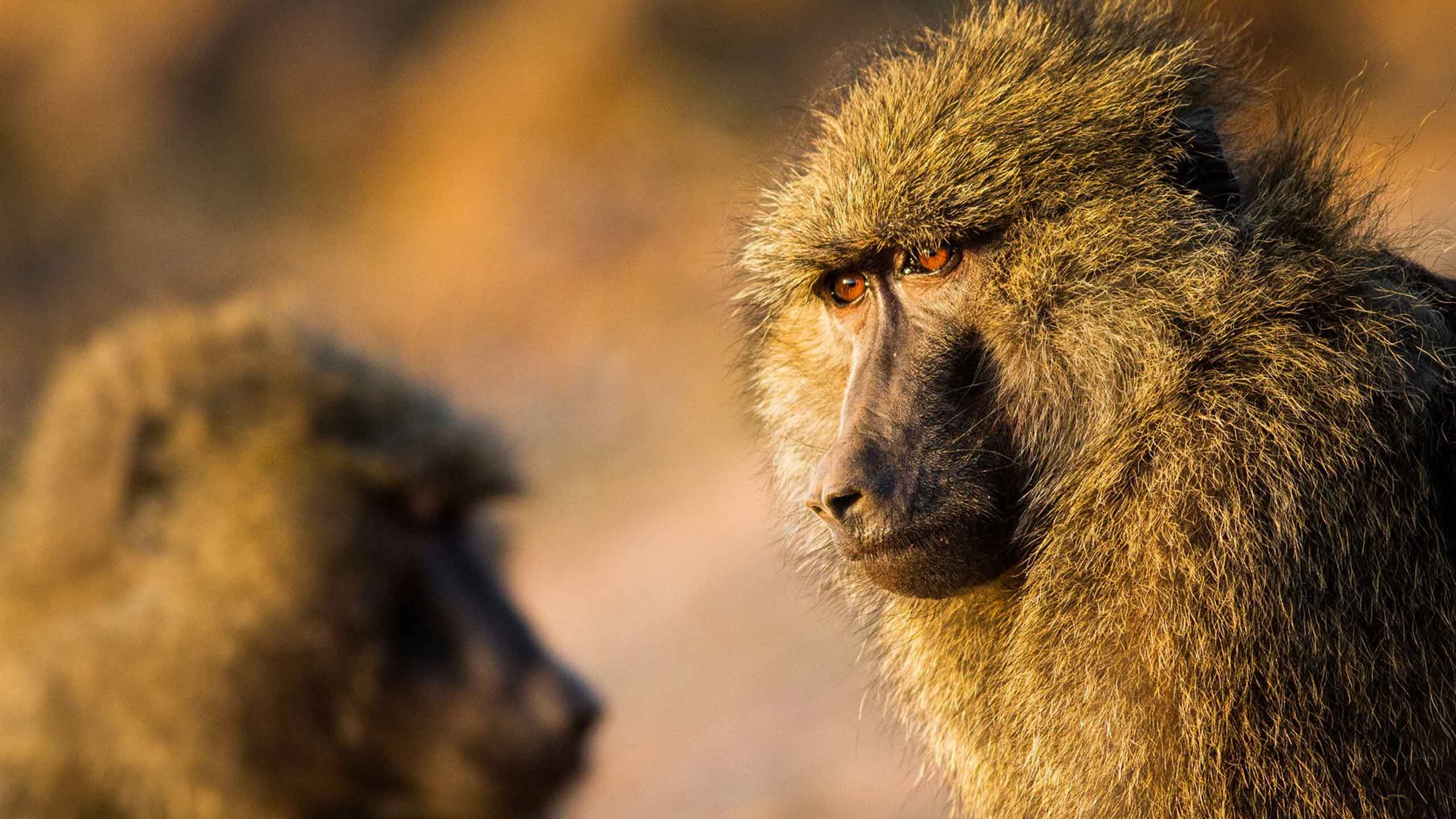 Baboons and Lions