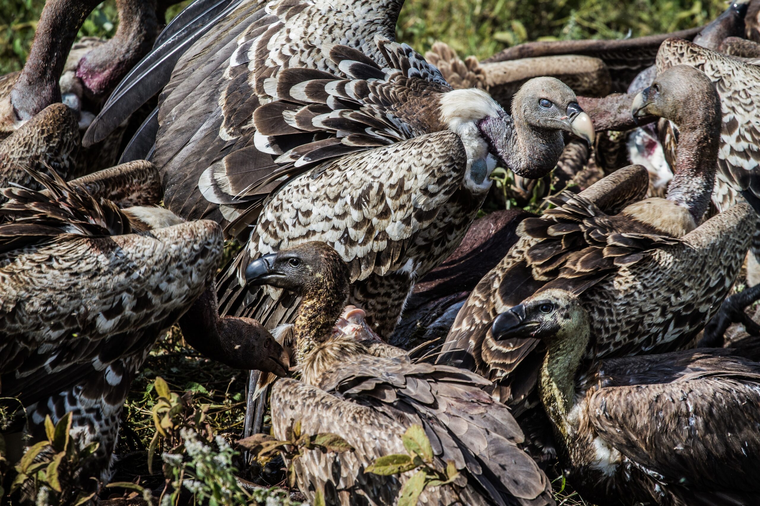 Twitchers Delight: Kenyan Bird Watching Safari