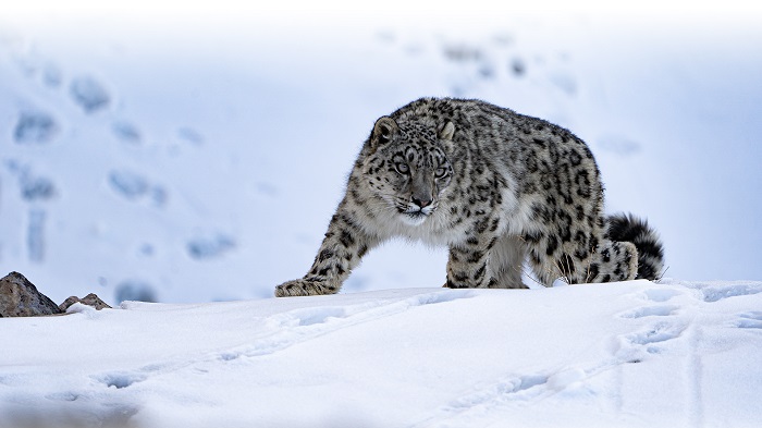 Snow Leopards and Frozen Lakes Journey